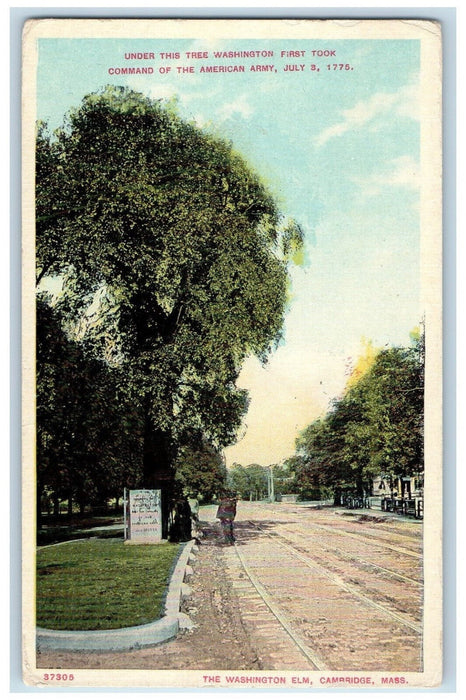 c1920's The Washington Elm Cambridge Massachusetts MA Antique Unposted Postcard