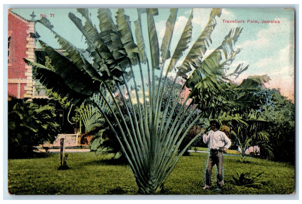 c1910 Man Standing at Travellers Palm Jamaica Antique Unposted Postcard
