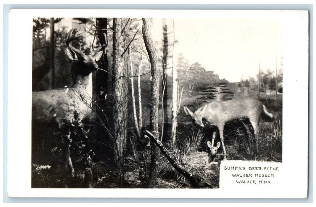 c1950's Summer Deer Scene Walker Museum Walker Minnesota MN RPPC Photo Postcard