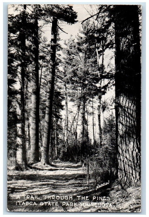 A Trail Through The Pines Itasca State Park Minnesota MN RPPC Photo Postcard