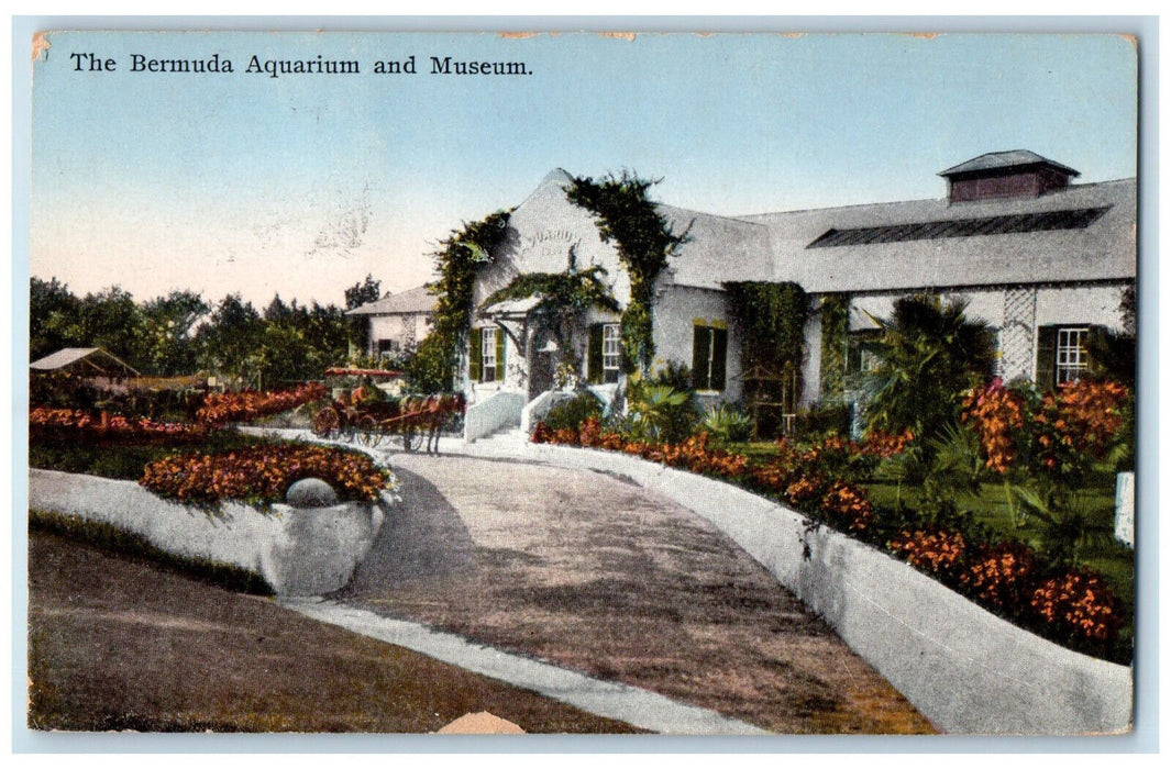 c1910 The Bermuda Aquarium and Museum Horse Carriage Antique Postcard