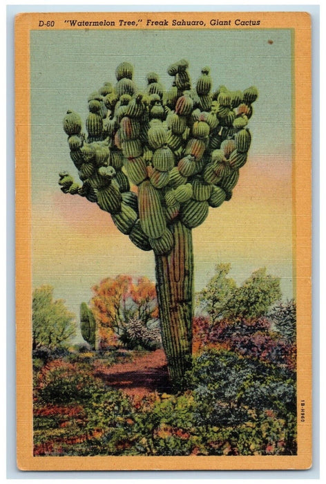 1940 Watermelon Tree Freak Sahuaro Giant Cactus Arizona Antique Vintage Postcard