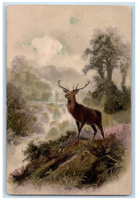 1907 Buck Deer Forest Scene Clapham London United Kingdom UK Antique Postcard