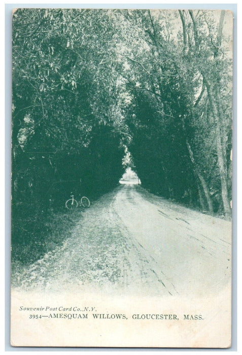 c1905 Amesquam Willows Road Trees Gloucester Massachusetts MA Vintage Postcard