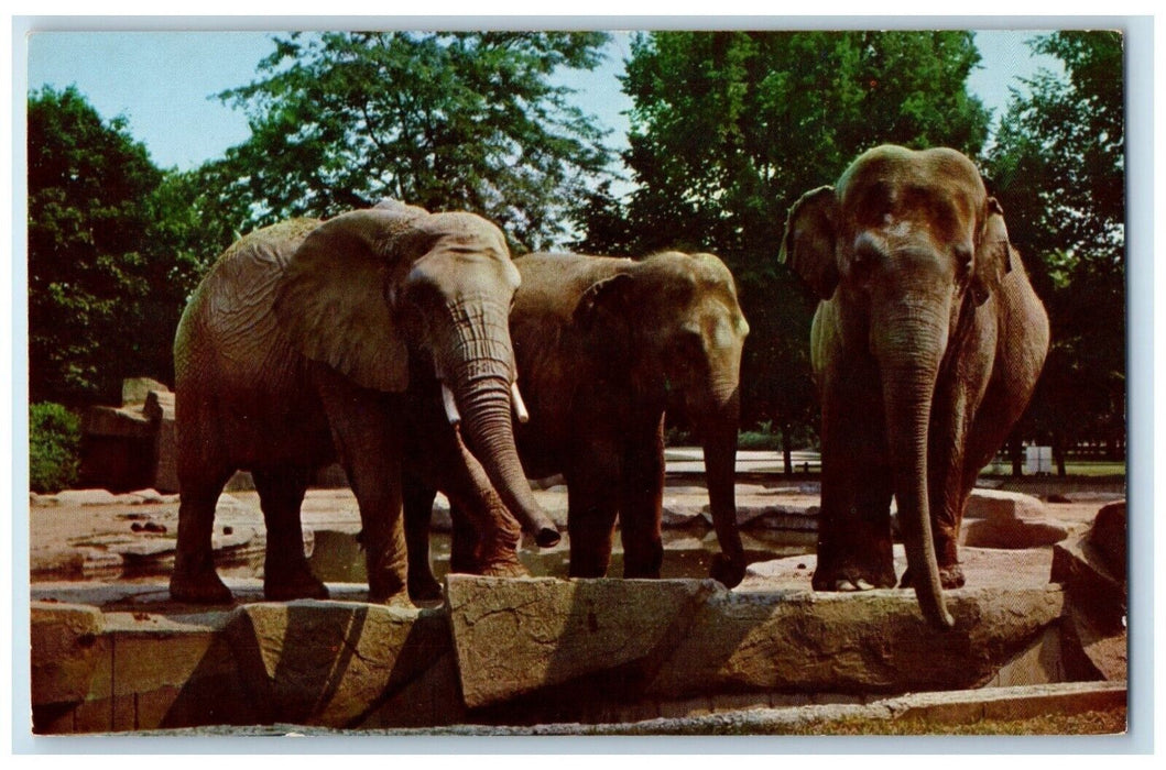 c1960 Elephants Chicago New Zoo Brookfield Illinois IL Natural Color Postcard
