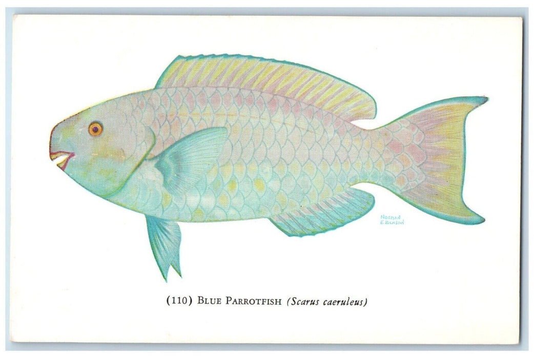 c1960 Blue Parrotfish John Shedd Aquarium Chicago Illinois IL Vintage Postcard