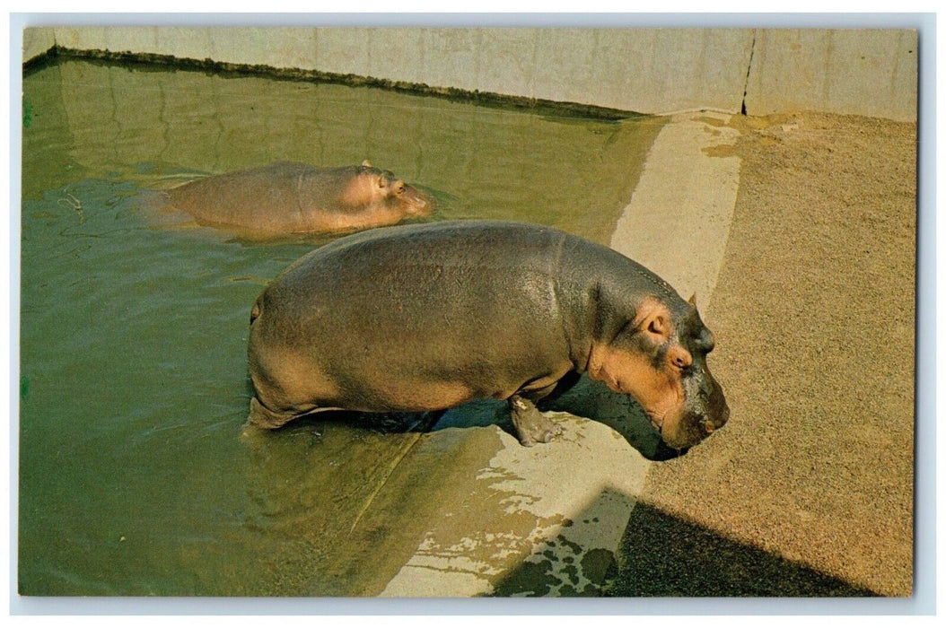 c1960 Hippos Memphis Zoo Overton Park Memphis Tennessee Antique Vintage Postcard