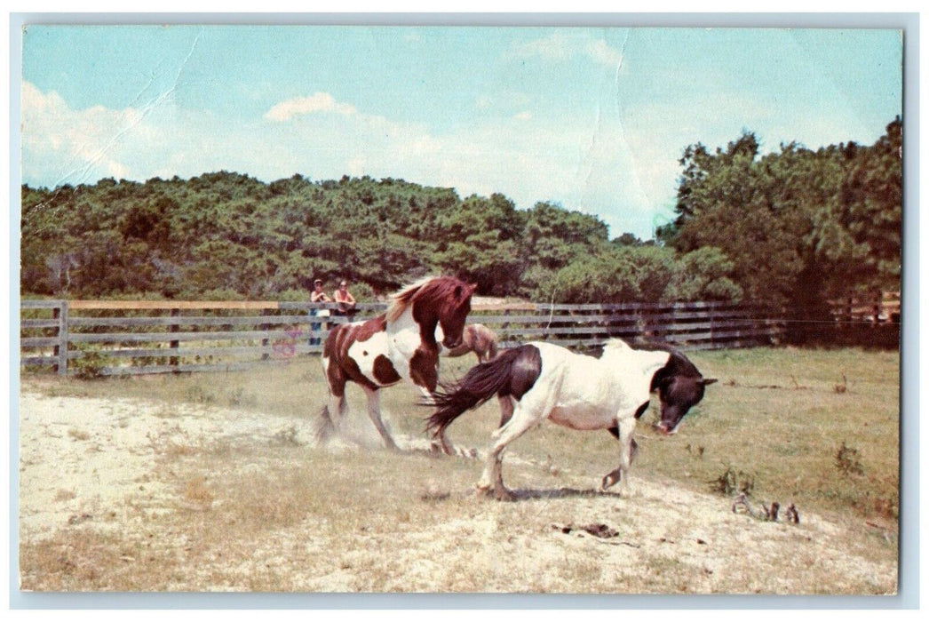 1977 Pair Frisky Chincoteague Wild Pony Assateague Island Virginia VA Postcard