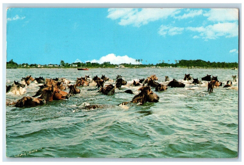 1969 Pony Swim Assateague Chincoteague Virginia Beach Virginia Vintage Postcard