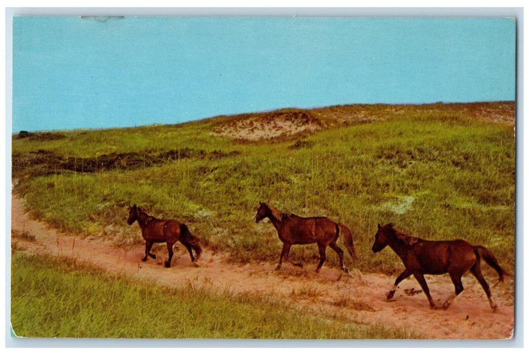 1960 Three Horses Outer Banks North Carolina NC Ocracoke Island Antique Postcard