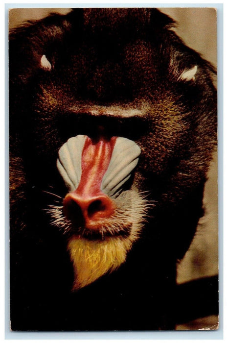 c1960 Mandrill Chicago New Zoo Brookfield Illinois IL Antique Unposted Postcard