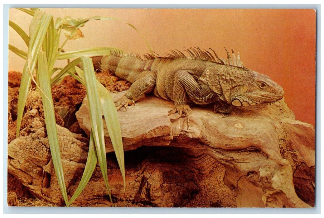 c1960 Green Iguana St Louis Zoological Garden St Louis Missouri Vintage Postcard