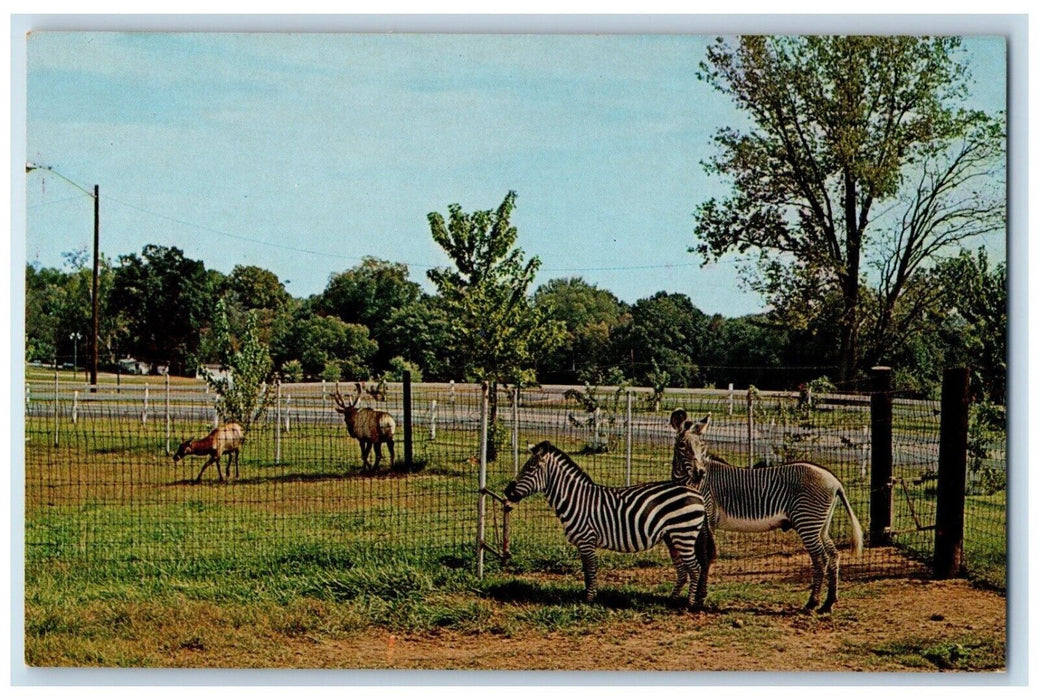 c1960 Cautious Zebra Beach Bend Park Bowling Green Kentucky KY Vintage Postcard