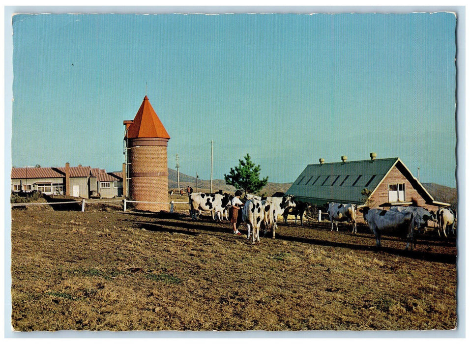 c1950's The Pasture of the Milch Cows Kijima Heights Beppu Japan Postcard