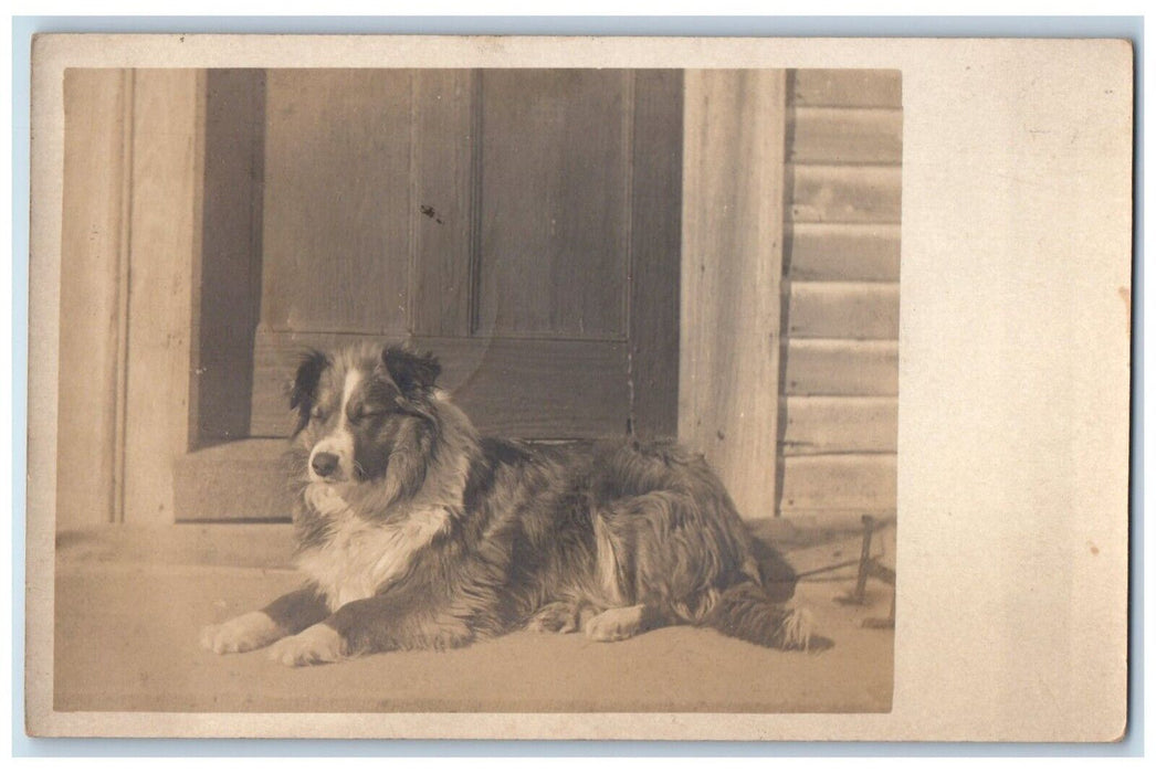 1909 Austrian Shepherd Dog Hartford Connecticut CT RPPC Photo Antique Postcard