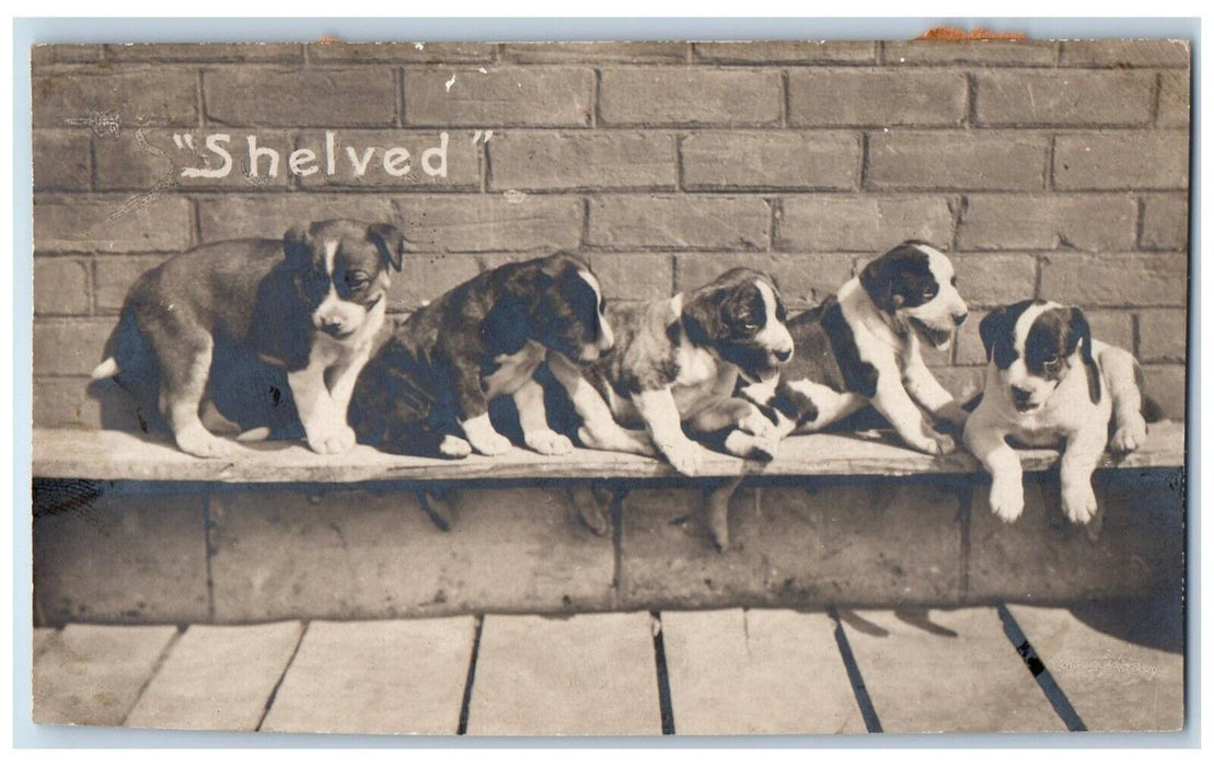 1910 Shelved Cute Bulldogs Puppy Dog Leroy Kansas KS Antique RPPC Photo Postcard