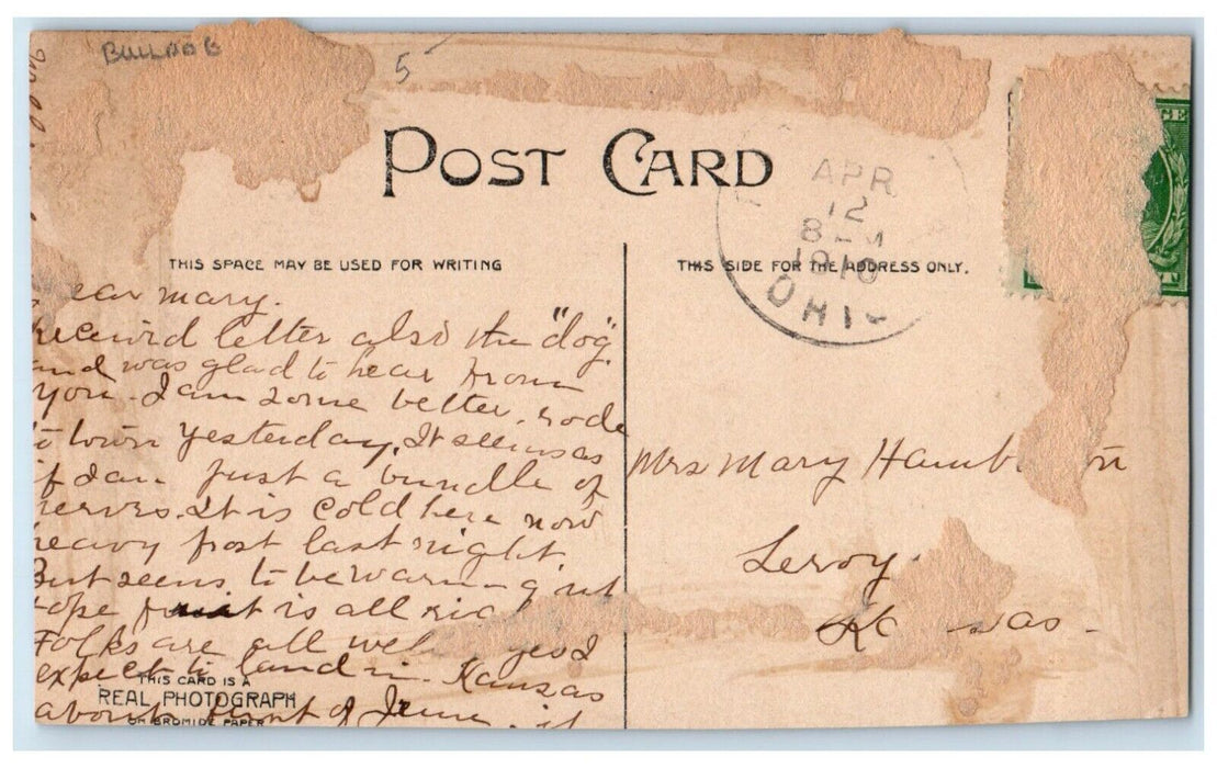 1910 Shelved Cute Bulldogs Puppy Dog Leroy Kansas KS Antique RPPC Photo Postcard