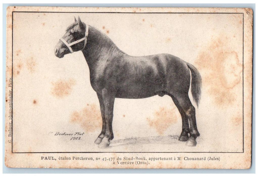 1902 Paul Percheron Stallion Stud Book No. 47477 Bodmer Photo France Postcard