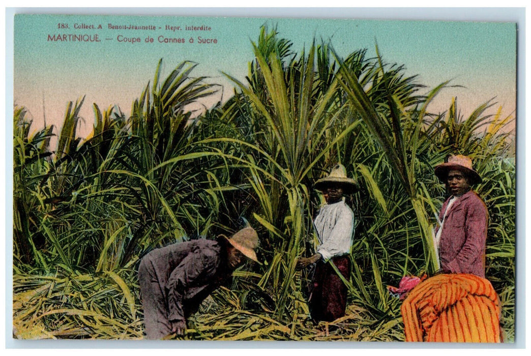 c1910 Sugar Cane Cup Farm at Martinique Region in France Antique Postcard