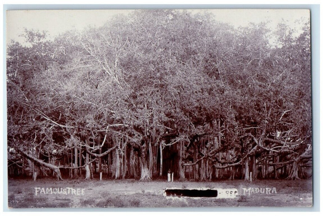 c1930 Giant Banyan Tree View Madurai India RPPC Unposted Postcard