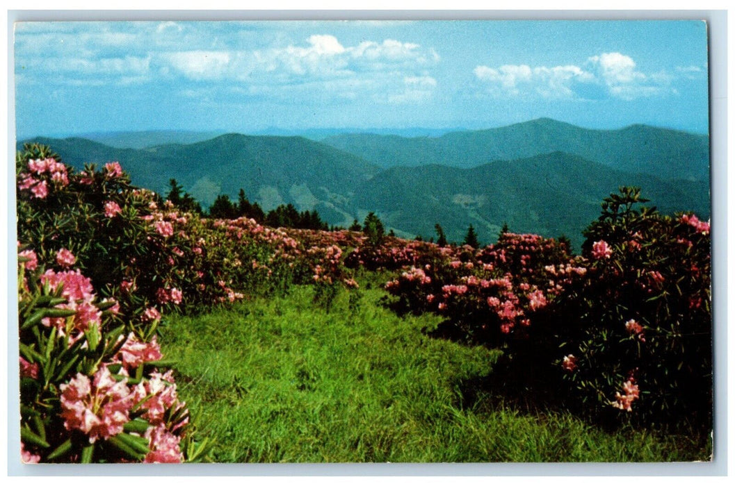 c1960 Roan Mountain Fairyland Purple Rhododendron Flowers Tennessee TN Postcard
