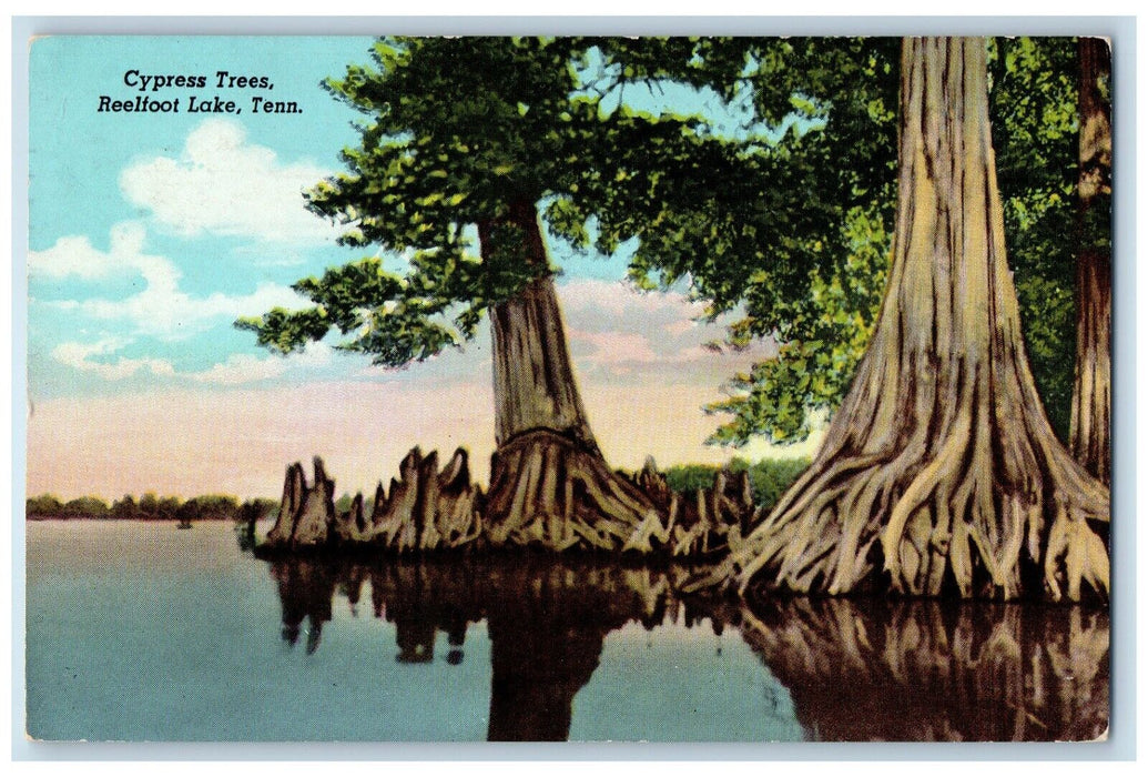 1956 Cypress Trees State Park Chicascaw Indians Reelfoot Lake Tennessee Postcard