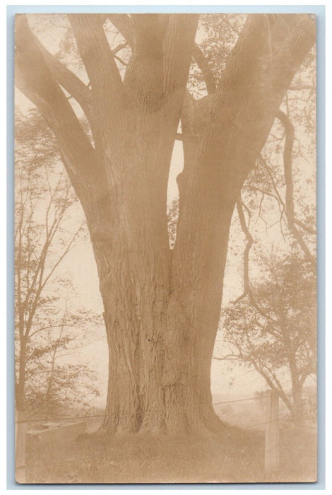 1905 Old Tree Sheffield Massachusetts MA Posted Antique RPPC Photo Postcard