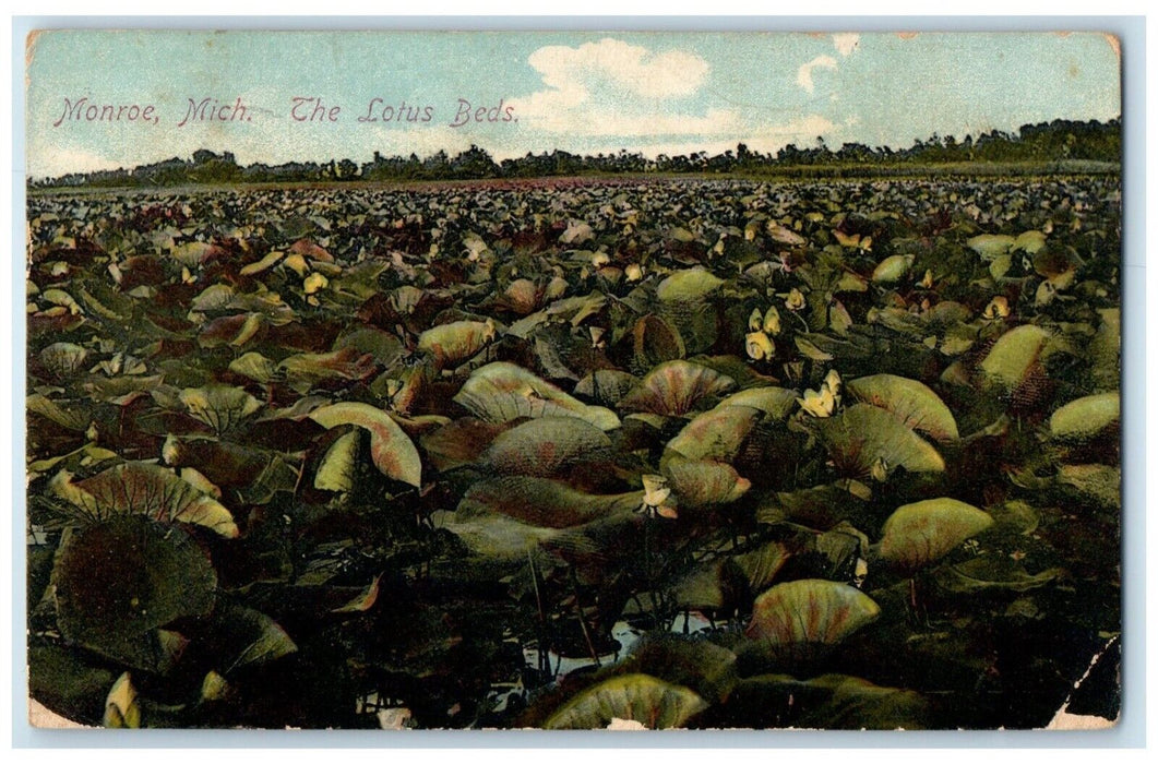 1906 View Of The Lotus Beds Monroe Michigan MI Washington DC Antique Postcard