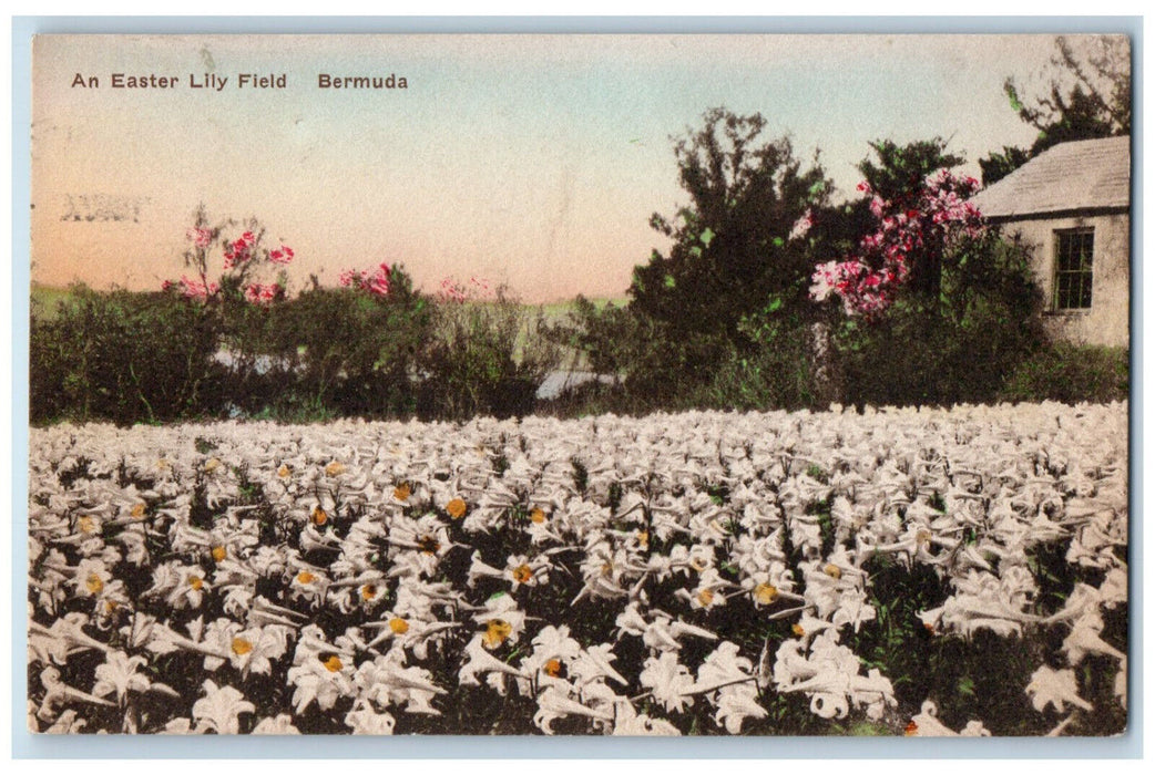 c1910 An Easter Lily Field Bermuda Hand-Colored Posted Albertype Postcard