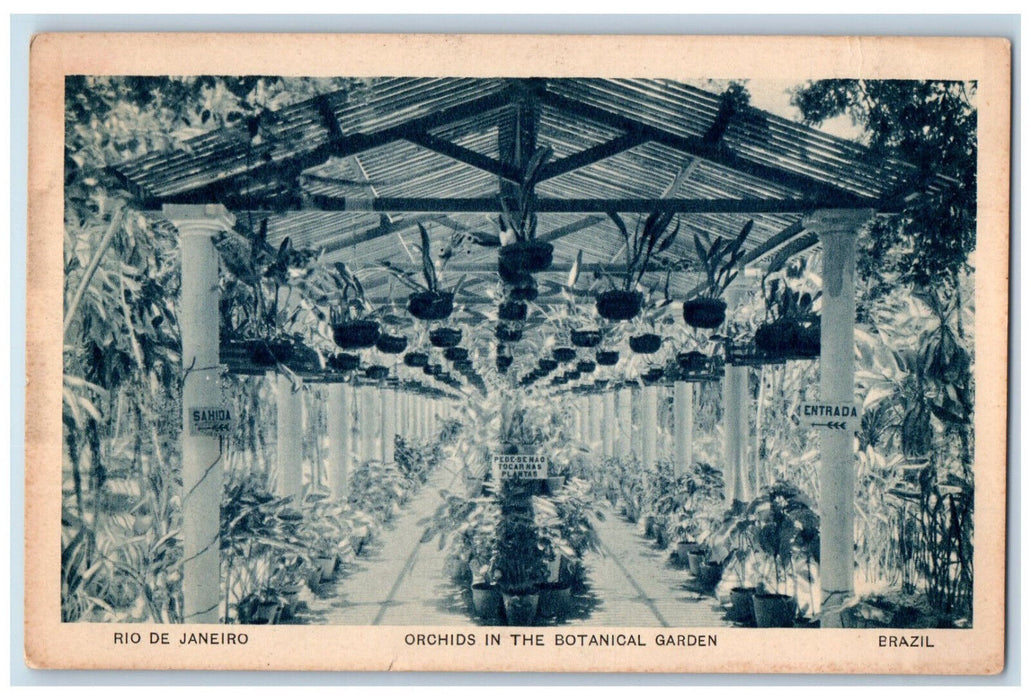 c1940's Orchids in the Botanical Garden Rio De Janeiro Brazil Postcard