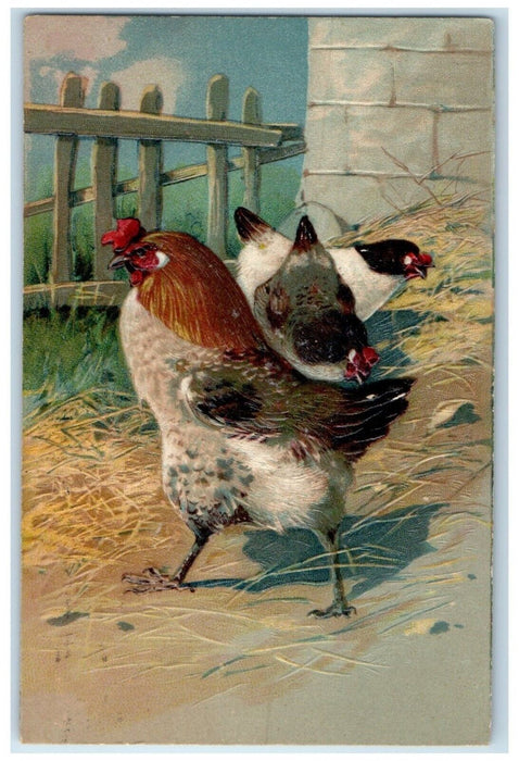 1909 Rooster Chicken Hen Cock Embossed Chicago Illinois IL Antique Postcard
