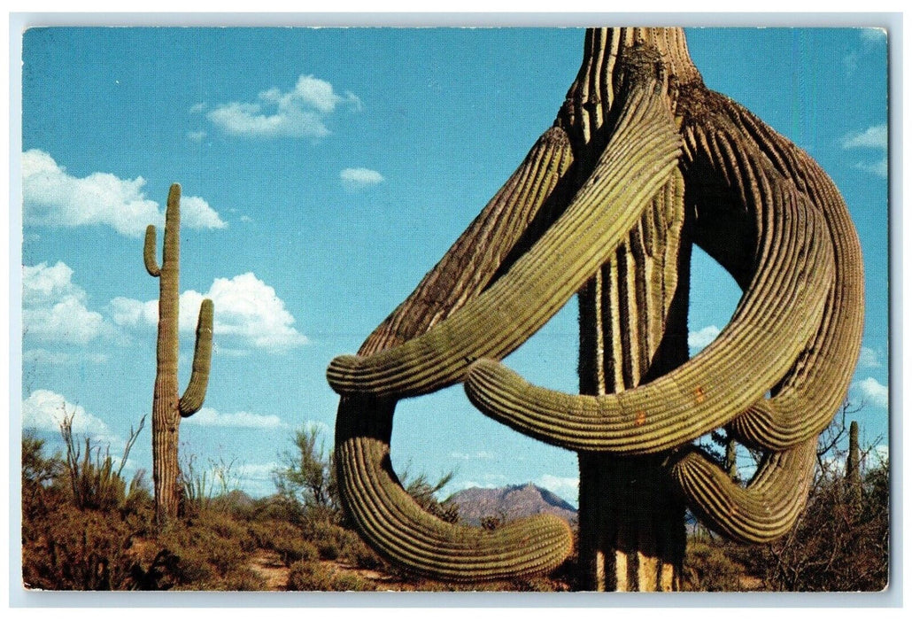 c1960 Guardians Arizona Desert Octopus Saguaro Papago Indians AZ Petley Postcard