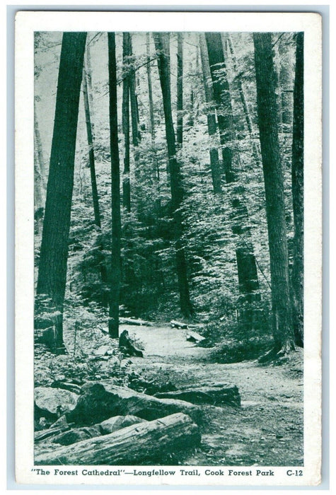 c1940 Forest Cathedral Longfellow Trail Cook Forest Park Lakewood Ohio Postcard