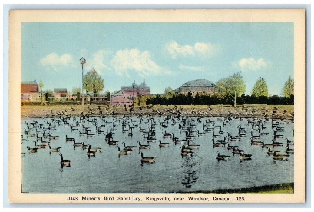 c1950's View of Swans Jack Miner's Bird Sanctuary Kingsville Canada Postcard