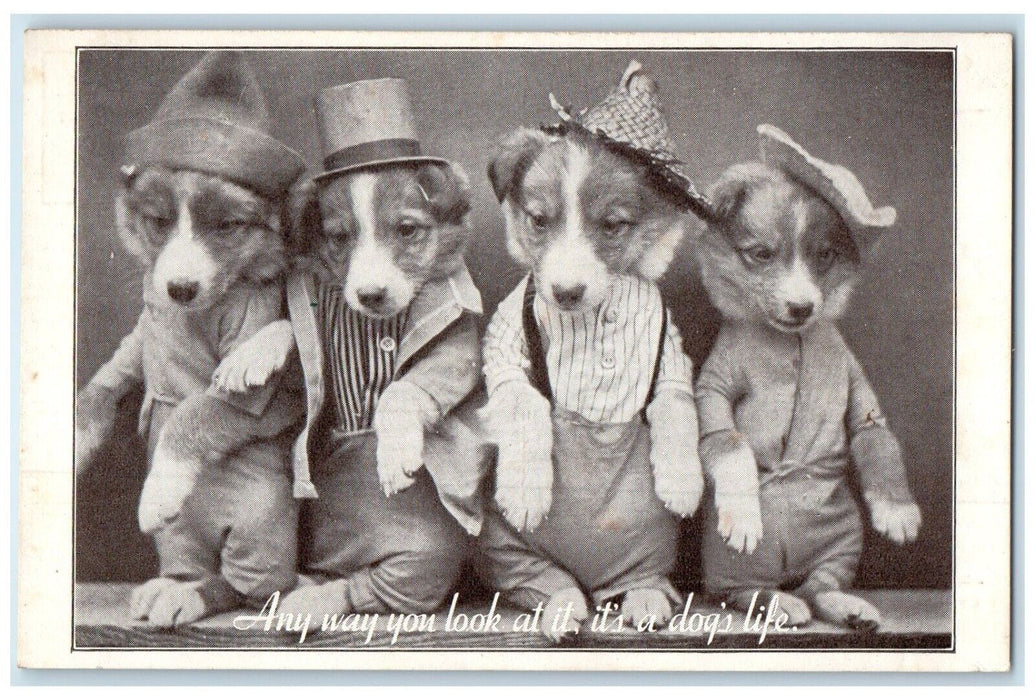 c1910's Anthropomorphic Puppy Dogs Frees Animal Chicago Illinois IL Postcard