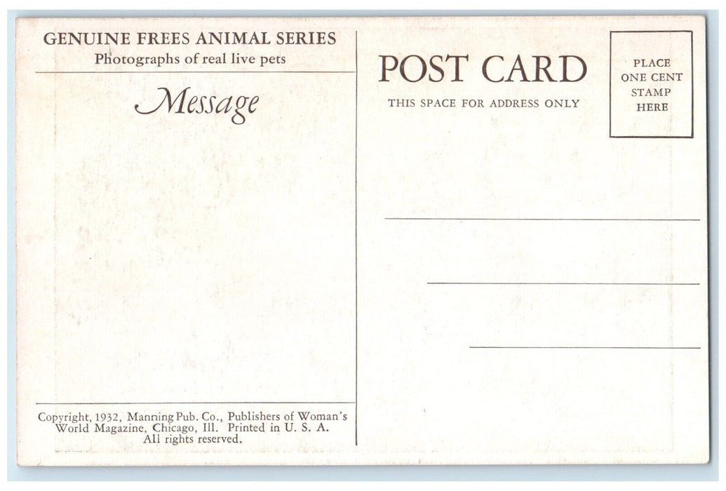 c1910's Anthropomorphic Puppy Dogs Frees Animal Chicago Illinois IL Postcard