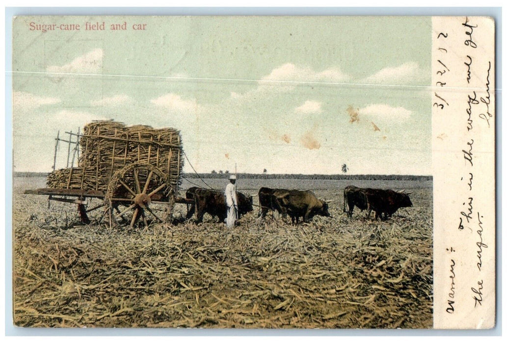 1902 Farmer Scene Sugar Cane Field and Buffalo Carriage Cuba Postcard