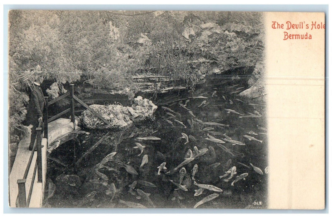 c1905 Fishes in the Pond The Devil's Hotel Bermuda Unposted Antique Postcard