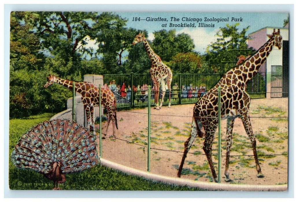 c1940's Giraffes The Chicago Zoological Park At Brookfield Illinois IL  Postcard