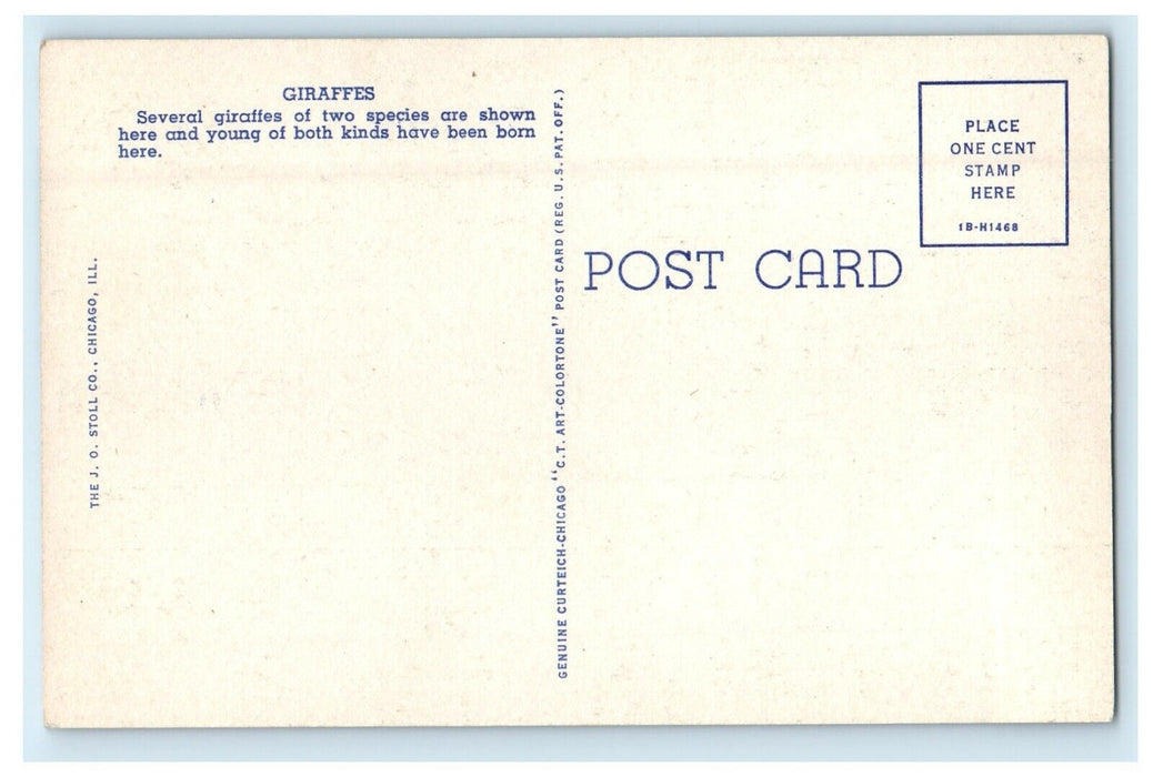 c1940's Giraffes The Chicago Zoological Park At Brookfield Illinois IL  Postcard