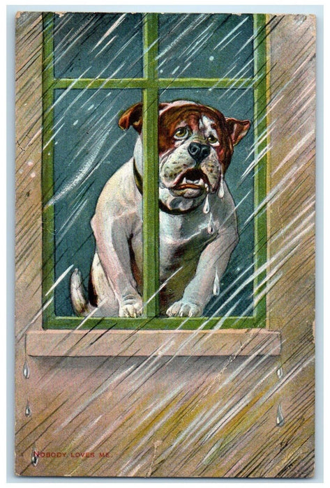 1906 Lonely Bulldog On Window Raining Springfield Massachusetts MA Postcard