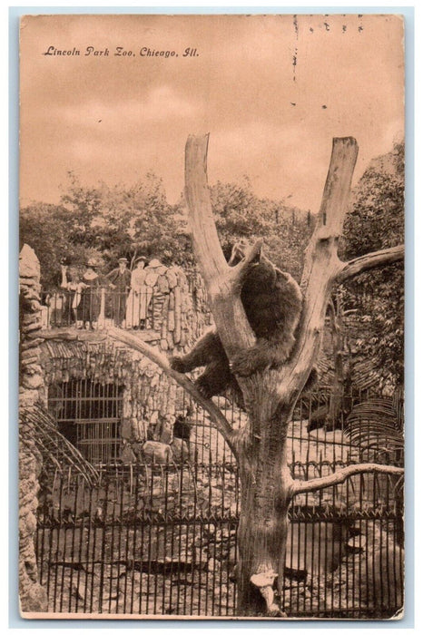 1909 Lincoln Park Zoo Chicago Illinois IL, Bear On The Tree Antique Postcard