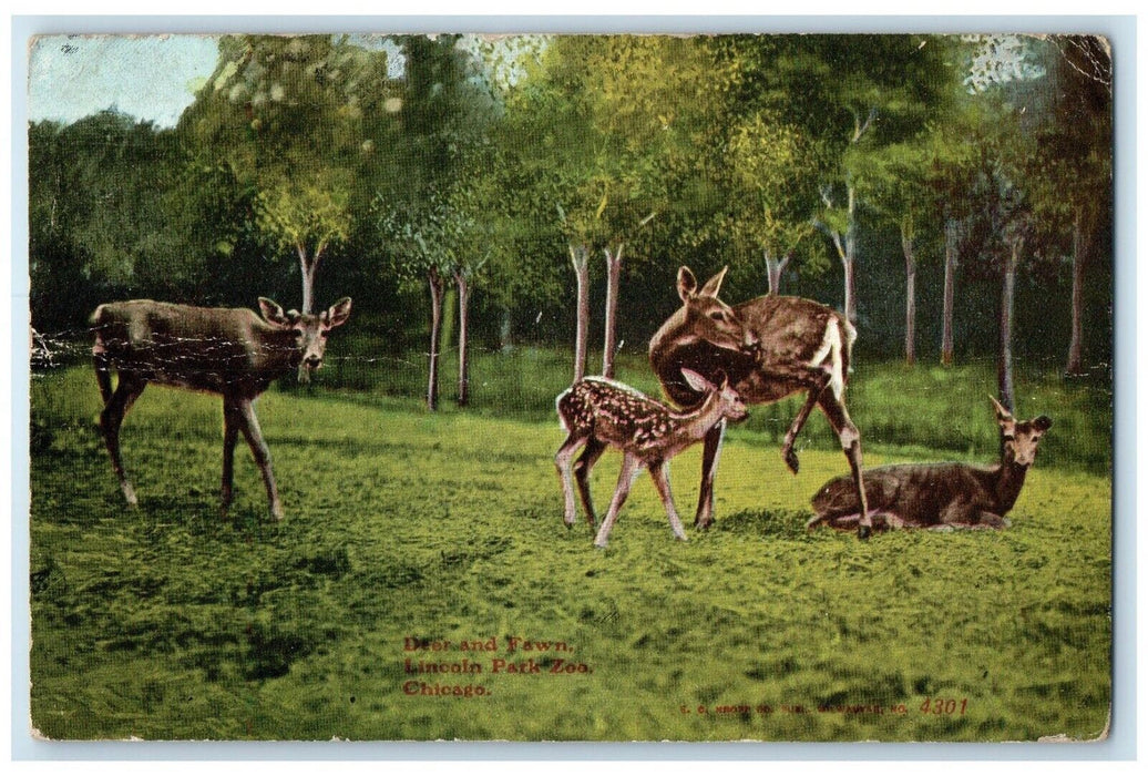 1909 Deer Fawn Lincoln Park Zoo Grass Field Chicago Illinois IL Vintage Postcard