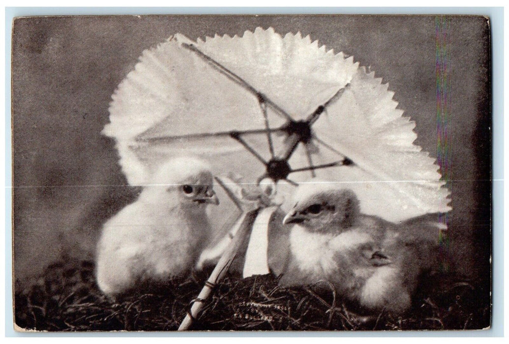 1910 Easter Chicks With Umbrella Rockville Connecticut CT Antique Postcard