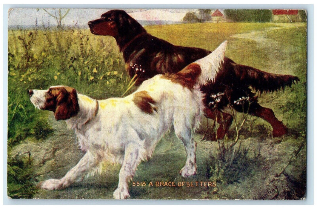 1908 A Brace Of Setters Dogs In Field Chisago City Minnesota MN Antique Postcard