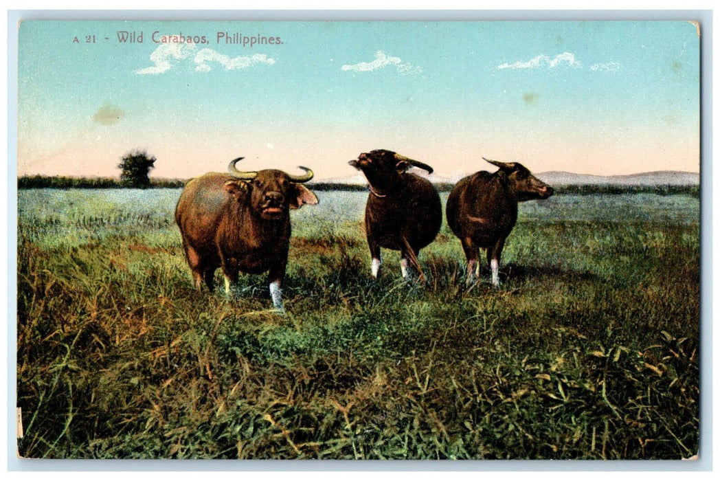 c1910 Wild Carabaos In Farm Scene Philippines Unposted Antique Postcard