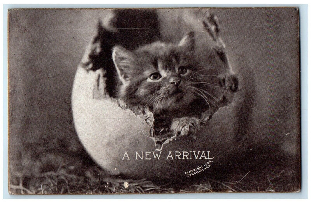 c1905 Easter Cute Cat Kitten In Hatched Egg A New Arrival Antique Postcard