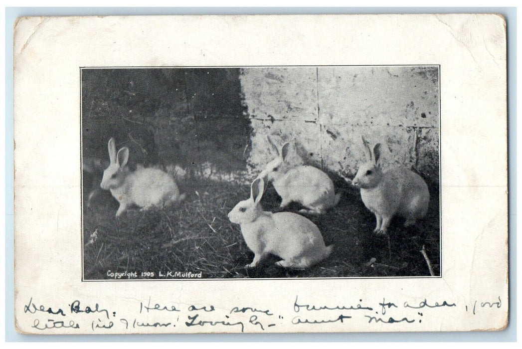 c1905 Easter Bunnies Rabbit Mulford Montclair New Jersey NJ Antique Postcard