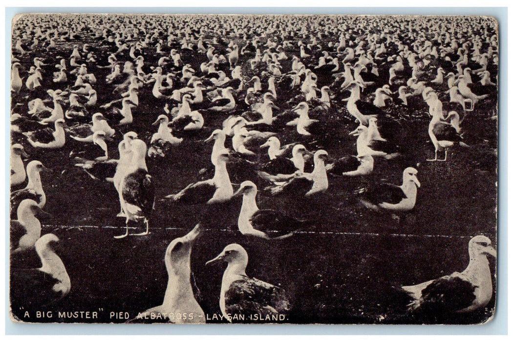 c1910 "A Big Muster" Pied Albatross - Laysan Island Hawaii Unposted Postcard