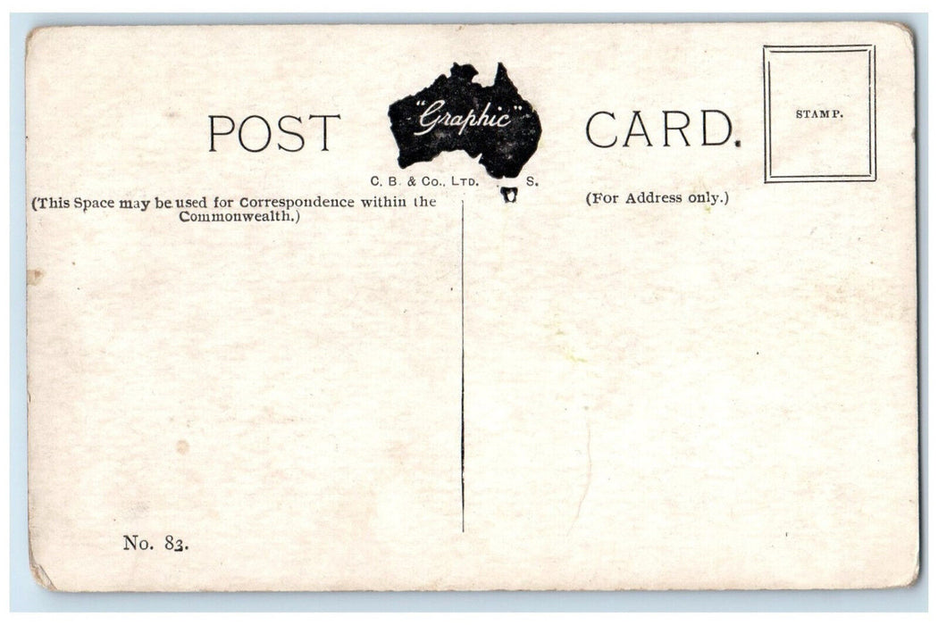 c1910 "A Big Muster" Pied Albatross - Laysan Island Hawaii Unposted Postcard